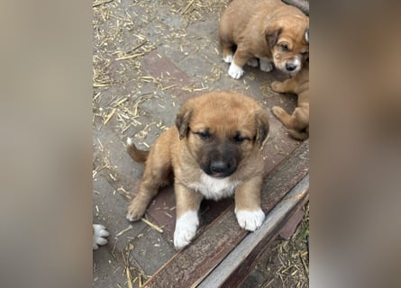 Labrador x Rhodesien Ridgeback Welpen