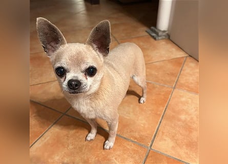 (R) ❤️ süßer Zwerg KIKO - 4 Jahre, 24cm/ 3kg - Chihuahua