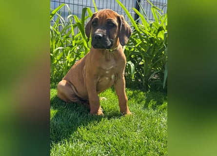 Rhodesian Ridgeback Welpen
