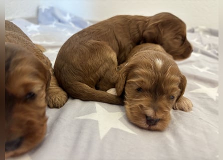 2 Zauberhafte Cockapoo Welpen Rüden  mit Ahnentafel