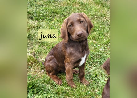 Welpen Labradoodle F1 Braun Könispudel x Labrador