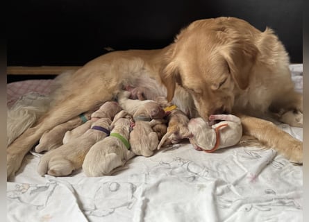 Golden Retriever Welpen