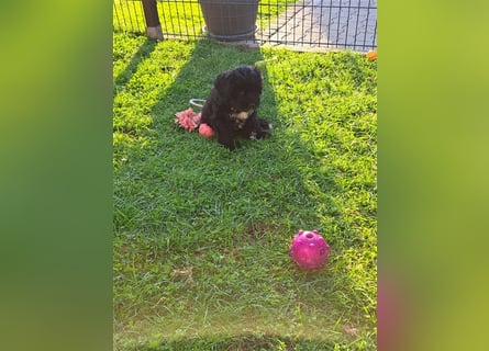 Tibet-Terrier welpen von der Flöckchenoase