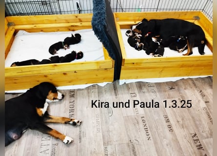Appenzeller Sennenhund Welpe Rüde reinrassig sucht ein liebevolles Zuhause