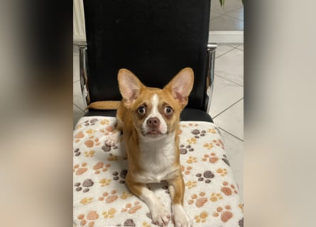 Chihuahua Havaneser Mix Welpen