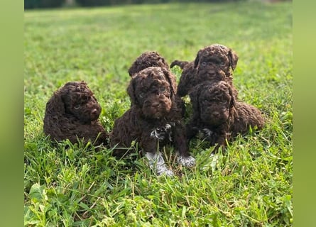 Lagotto Romagnolo, Welpen von ausgezeichneter Qualität