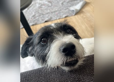 ⭐️ Neues Zuhause gesucht ⭐️