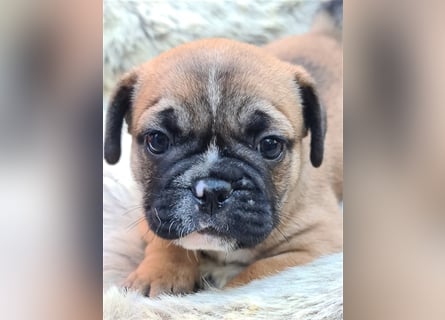 Allerliebste FROPS Kinder (Französische Bulldogge und Mops)