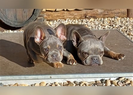 Französische bulldoggen welpen ab August abzugeben