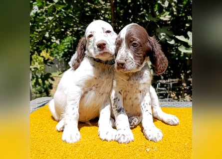 English setter Welpen (3 Rüden, 2 Hündinnen)