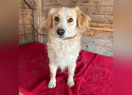 ❤️ unser Sonnenschein PANNI - 3,5 Jahre, 40cm/12kg - kleine Mischlingshündin