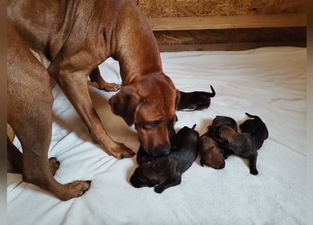 Rhodesian Ridgeback Welpen mit Papiere