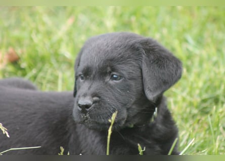 Labrador Welpen