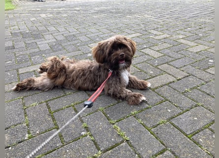 Maltipoo Mischlingswelpen Allergikergeeignet und kleinbleibend suchen neue Familien