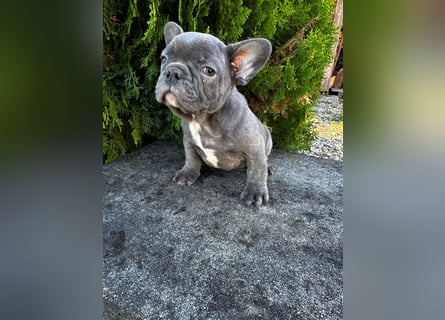 2 wunderschöne Welpen -Blue(grau) und fawn -Mädels