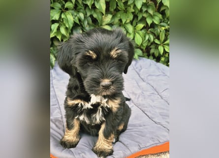 " wir dürfen ausziehen " bezaubernde Tibet Terrier Welpen aus liebervoller Zucht..