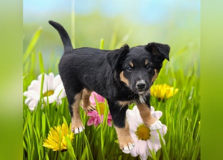 Australian Shepherd Welpen