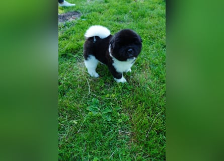 Amerikanische Akita