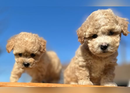 Rarität. Echte Teddybär Maltipoo Welpen in tollem Apricot abzugeben. Malteser/Pudel