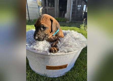 Rhodesian Ridgeback Welpen