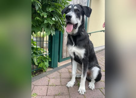 Raio sucht seinen Hof