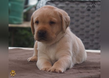 Labrador Welpen in hell gelb - die Buben