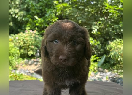 Aussiedoodle Welpen mini / medium F1