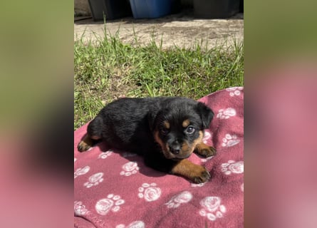 Reinrassige Rottweiler Welpen , Sportliche leistung Zucht