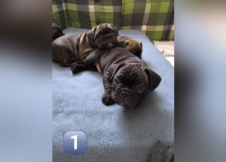 Wundervolle Bulldoggen-Welpen suchen ihr Für-Immer-Zuhause!