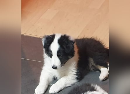 Sheltie Shetland Sheepdog
