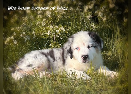 Bezaubernde Australian Shepherd Welpen