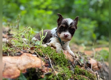 Yorkshire Terrier Biro Rüde