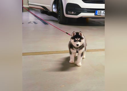 FCI Pedigree Blue Eyed Black & White Siberian Husky Champion Puppy