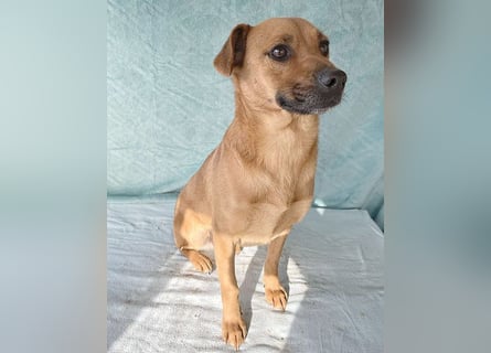 (R) ❤️ liebenswerte MONA - 2 Jahre, 40cm/12kg - Mischling Typ Pinscher