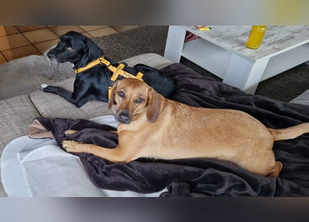 Rocchino: Anfängerhund in schöner Größe