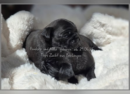 Mops Welpen
