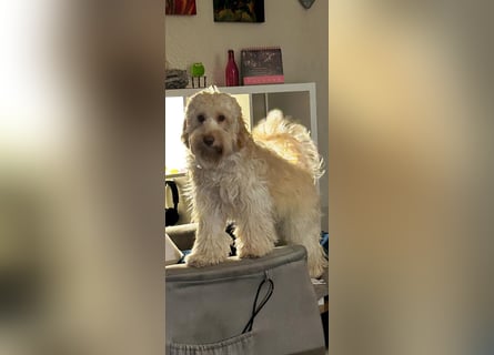 GOLDENDOODLE Traum ! Bezaubernde Welpen aus langjähriger+überprüfter Familienaufzucht.