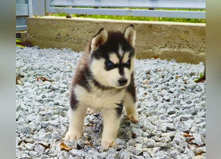 FCI Pedigree Blue Eyed Black & White Siberian Husky Champion Puppy