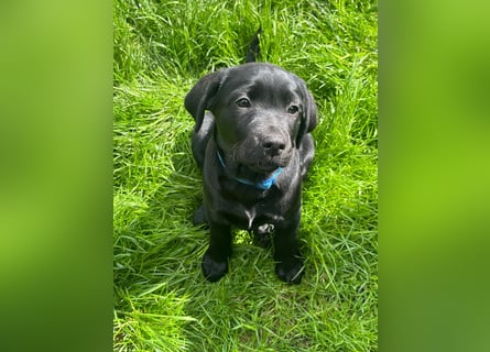 2 Labrador Retriever Weibchen Welpen mit Ahnenpass, Eltern HD, ED, PL, OCD, Augen und Genetisch frei