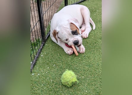 American Bulldog Welpen