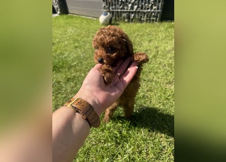 Kleine Toy Pudel rot braun (asiatische Linie)