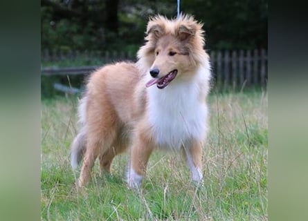 Collie Welpen aus VDH Zucht