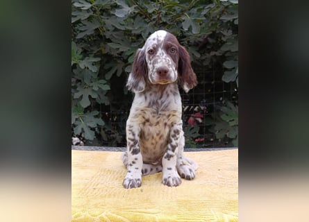 English setter Welpen (3 Rüden, 2 Hündinnen)