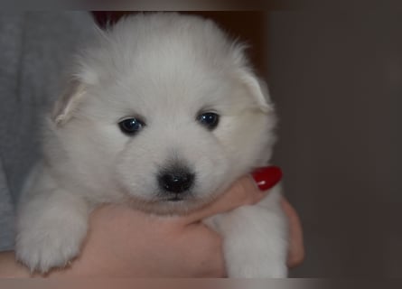 Japan Spitz Welpe