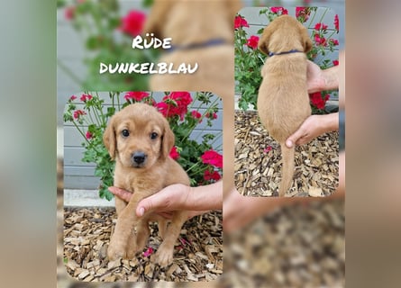 Labradoodle und Goldendoodle Mini/ Medium Welpen in verschiedenen Farben