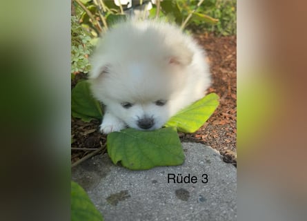 Pomeranian Zwergspitz Welpe
