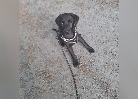 Liebevoller schwarzer Labrador (Rüde)