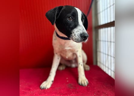❤️ zarte Hundeseele SAMMY - 8 Monate, 40cm/11kg - Mischling