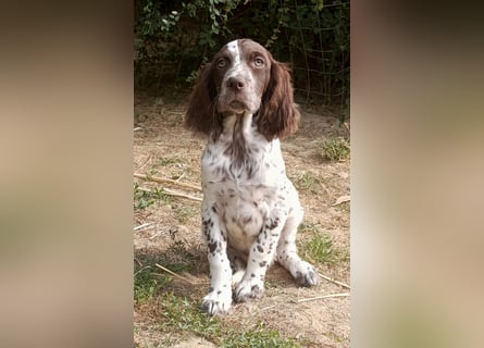 English setter Rüde Welpe