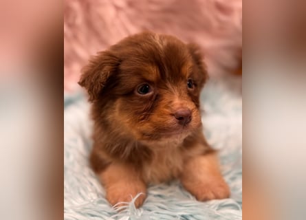 Tolle kleine Mini Australian Shepherd Welpen suchen Ihre Herzenfank